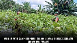 Babinsa Aktif Dampingi Petani Terong Sebagai Bentuk Kedekatan Dengan Masyarakat Babinsa Aktif Dampingi Petani Terong Sebagai Bentuk Kedekatan Dengan Masyarakat
