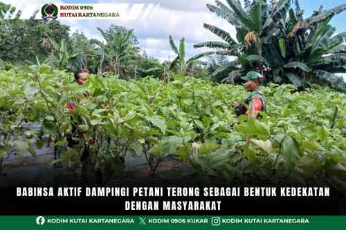 Babinsa Aktif Dampingi Petani Terong Sebagai Bentuk Kedekatan Dengan Masyarakat