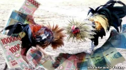 Dugaan Sabung Ayam di Kediri Kembali Disorot, Di Mana Ketegasan Aparat Penegak Hukum?