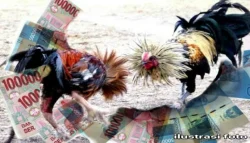 Dugaan Sabung Ayam di Kediri Kembali Disorot, Di Mana Ketegasan Aparat Penegak Hukum?