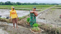 Dukung Ketahanan Pangan, Babinsa Koramil Doko Dampingi Petani Tanam Padi di Desa Plumbagan Dukung Ketahanan Pangan, Babinsa Koramil Doko Dampingi Petani Tanam Padi di Desa Plumbagan