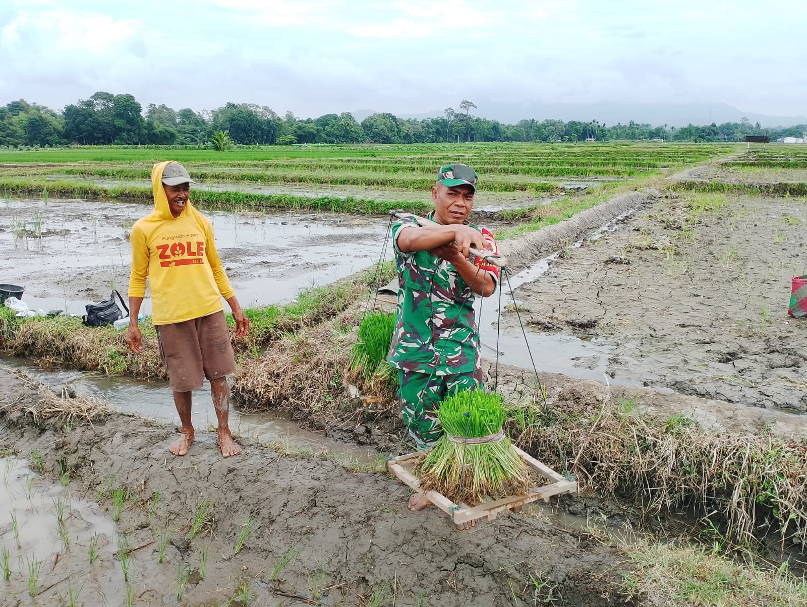 Dukung Ketahanan Pangan, Babinsa Koramil Doko Dampingi Petani Tanam Padi di Desa Plumbagan