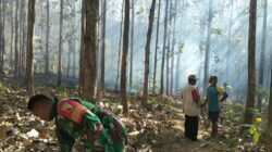 Tanggap Pancaroba, Babinsa Koramil Sutojayan Bersama Warga Padamkan Karhutla Di Gunung Sumber