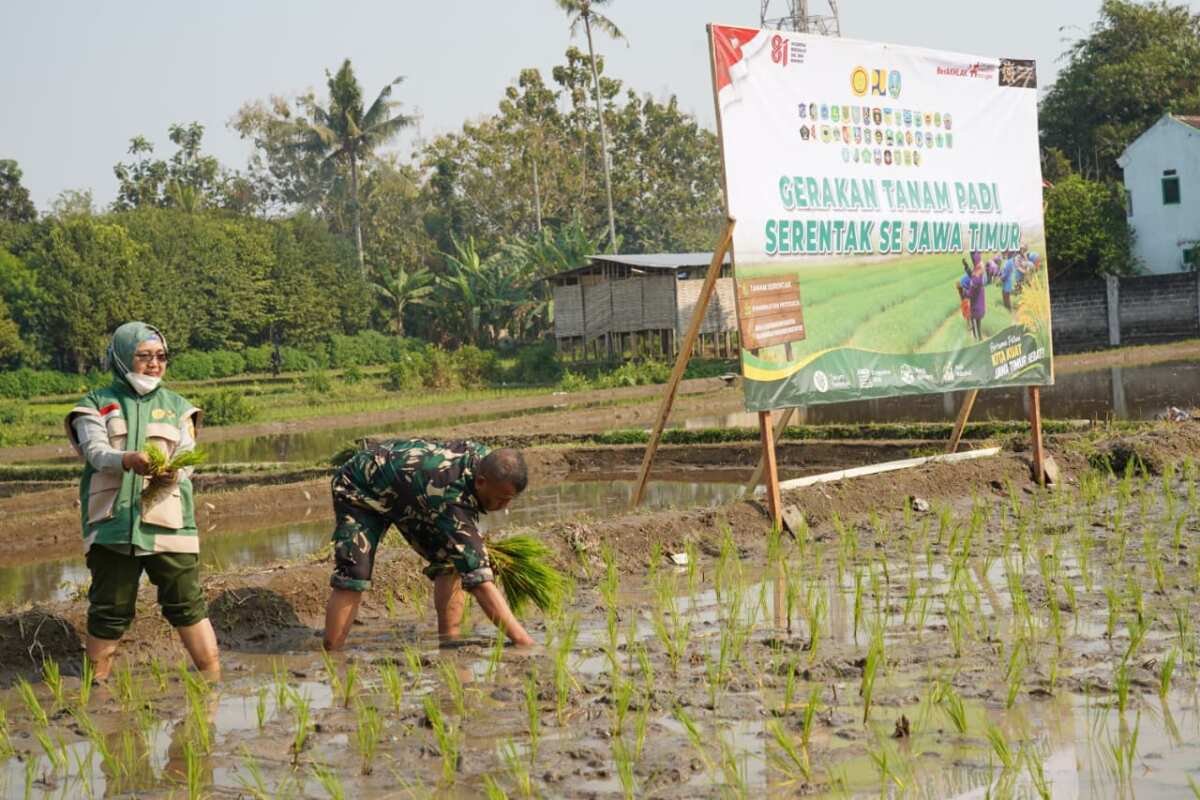 Dukung Swasembada Pangan, Koramil 12/Wlingi dan Poktan Abadi Gelar Tanam Padi Serentak Merdeka Dukung Swasembada Pangan, Koramil 12/Wlingi dan Poktan Abadi Gelar Tanam Padi Serentak Merdeka