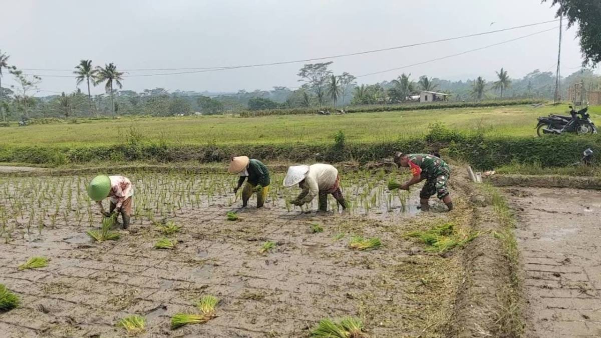 Dukung Ketahanan Pangan, Serka Abdul Salam Turun ke Sawah Bantu Petani Tanam Padi Di Ngadirenggo