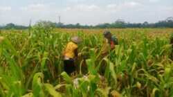 Wujud Nyata Dukungan Hanpangan, Babinsa Kanigoro Turun Ke Sawah Bantu Petani Panen Jagung