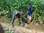 Sinergi TNI Dan Petani Babinsa Purwokerto Pastikan Pasokan Air Lahan Jagung Dusun Tumpuk Optimal