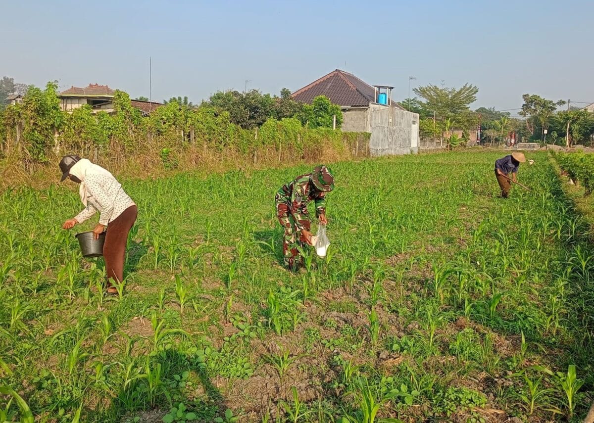 Optimalkan Hasil Panen, Serma Aries K Dampingi Poktan Wisanggeni Rawat Tanaman Jagung