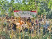 Sinergi TNI-Polri dan Petani, Panen Raya Jagung Kuartal III di Muara Uya Berhasil