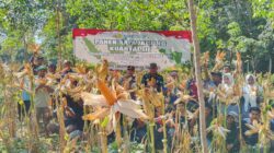 Sinergi TNI-Polri dan Petani, Panen Raya Jagung Kuartal III di Muara Uya Berhasil