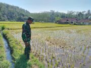Koramil Tiris Laksanakan Pendampingan Dan Pengawasan Ketahanan Pangan