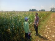 Bhabinkamtibmas Kedopok Dampingi Petani Jagung, Perkuat Ketahanan Pangan Nasional
