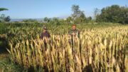Koramil Wonomerto Dampingi Petani Jagung, Perkuat Program Ketahanan Pangan Nasional