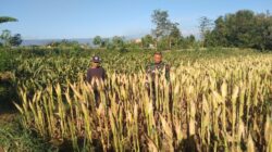 Koramil Wonomerto Dampingi Petani Jagung, Perkuat Program Ketahanan Pangan Nasional