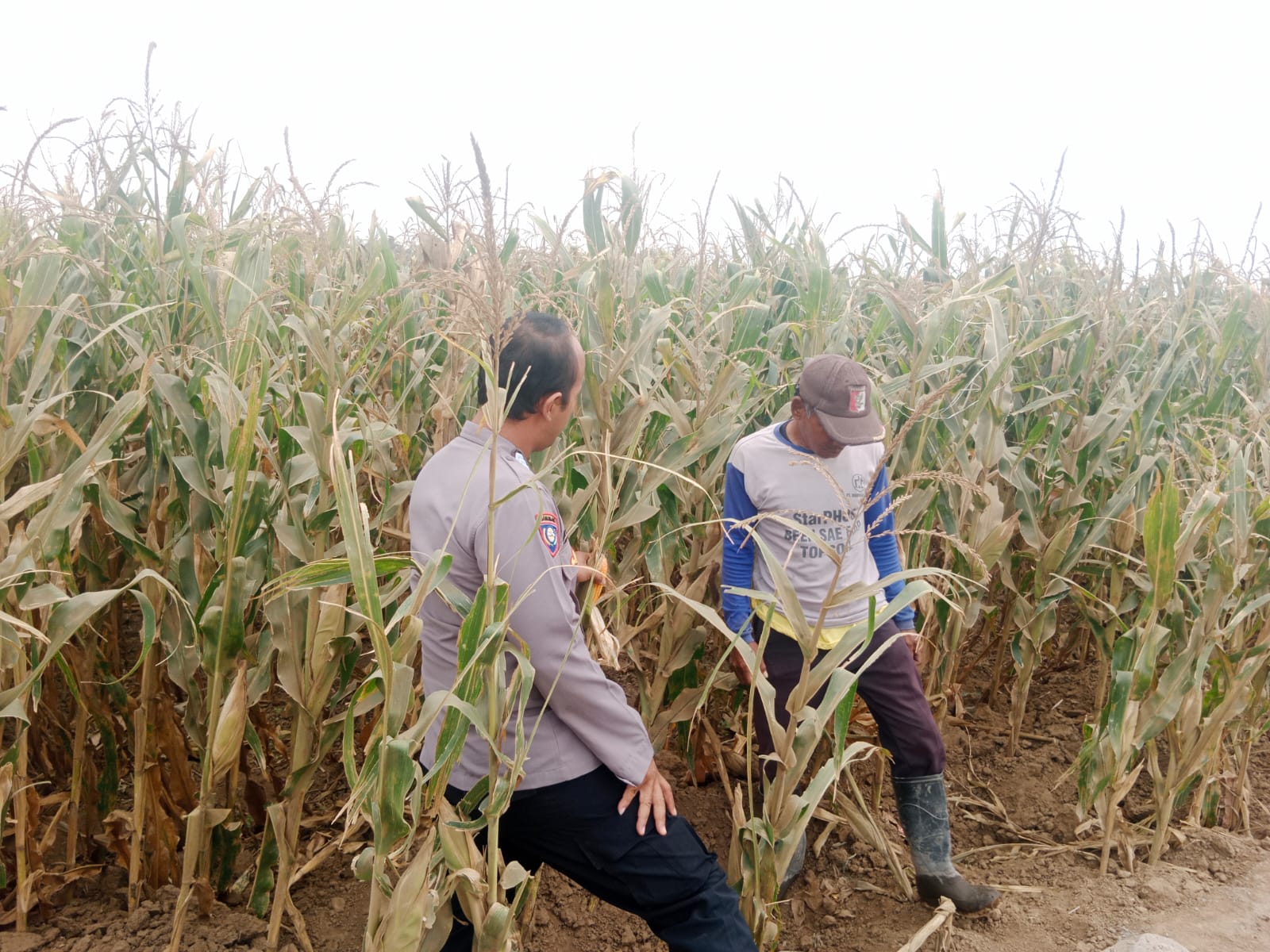 Polsek Sumberasih Dampingi Petani Jagung di Mentor, Perkuat Ketahanan Pangan Nasional