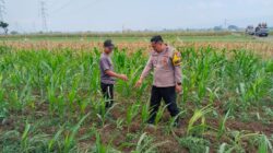 Bhabinkamtibmas Jrebeng Kidul Turun ke Sawah, Kawal Program Ketahanan Pangan