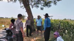 Polsek Sumberasih Aktif Pantau Lahan Jagung Binaan Polsek Sumberasih Aktif Pantau Lahan Jagung Binaan