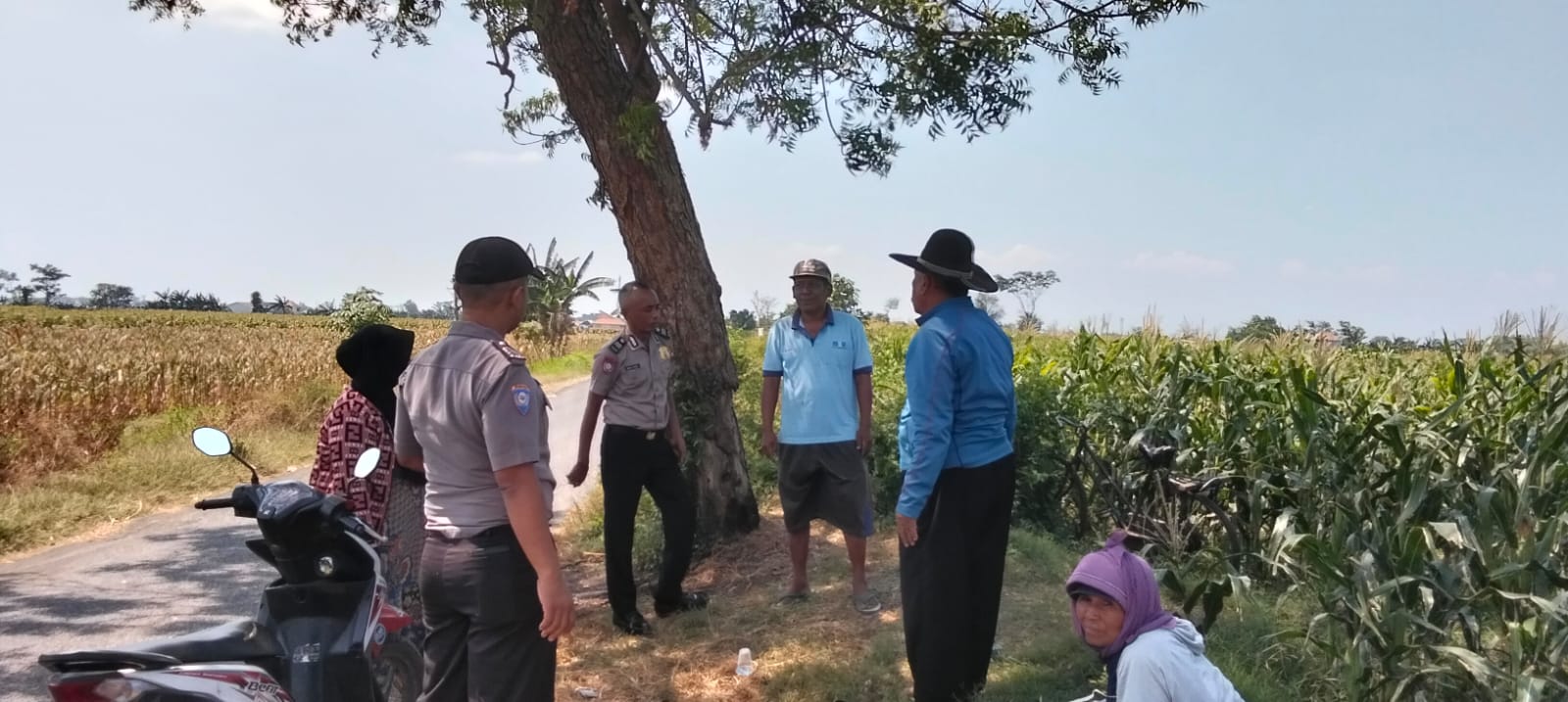 Polsek Sumberasih Aktif Pantau Lahan Jagung Binaan Polsek Sumberasih Aktif Pantau Lahan Jagung Binaan