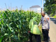Tak Sekadar Jaga Kamtibmas, Polisi Ikut Kawal Lahan Jagung di Kedopok