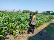 Polisi Pantau Lahan Jagung 1 Hektare di Kanigaran, Dukung Ketahanan Pangan Nasional