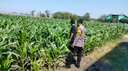 Polisi Pantau Lahan Jagung 1 Hektare di Kanigaran, Dukung Ketahanan Pangan Nasional