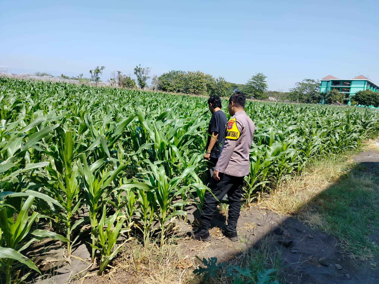 Polisi Pantau Lahan Jagung 1 Hektare di Kanigaran, Dukung Ketahanan Pangan Nasional Polisi Pantau Lahan Jagung 1 Hektare di Kanigaran, Dukung Ketahanan Pangan Nasional