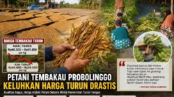 Petani Tembakau Seboro Menjerit, Harga Panen Turun dari Rp65 Ribu Jadi Rp40 Ribu