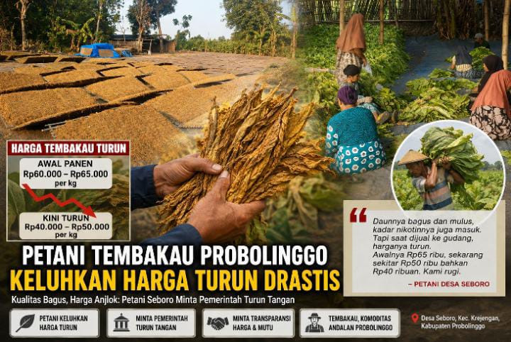 Petani Tembakau Seboro Menjerit, Harga Panen Turun dari Rp65 Ribu Jadi Rp40 Ribu Petani Tembakau Seboro Menjerit, Harga Panen Turun dari Rp65 Ribu Jadi Rp40 Ribu