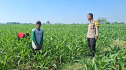 Polisi Sambangi Petani Jagung di Sumber Wetan, Dorong Ketahanan Pangan