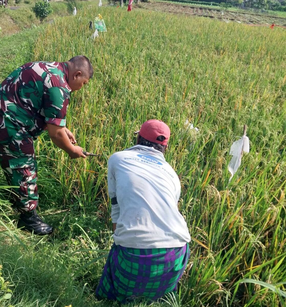 Koramil Tegalsiwalan Dampingi Perawatan Padi, Dorong Petani Tingkatkan Hasil Panen