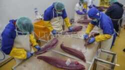 Meningkatkan Kualitas Produk Tuna Melalui Sertifikasi Pekerja