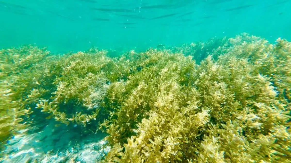 Manfaat Kesehatan Menakjubkan dari Rumput Laut untuk Diet Manfaat Kesehatan Menakjubkan dari Rumput Laut untuk Diet