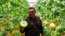 Ketahanan Pertanian: Melon Blitar Berhasil Menembus Pasar Singapura