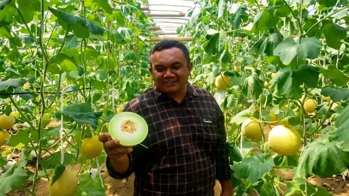 Ketahanan Pertanian: Melon Blitar Berhasil Menembus Pasar Singapura