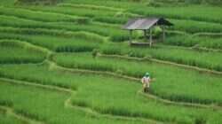 Ancaman Hilangnya Lahan Pertanian di Indonesia