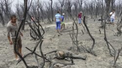 Tindakan Tegas Presiden Aljazair Terhadap Pembakaran Hutan Tindakan Tegas Presiden Aljazair Terhadap Pembakaran Hutan