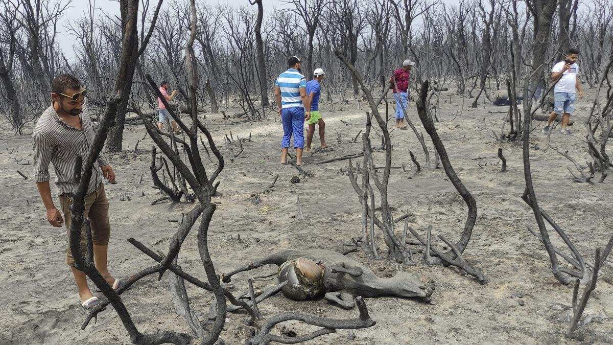 Tindakan Tegas Presiden Aljazair Terhadap Pembakaran Hutan