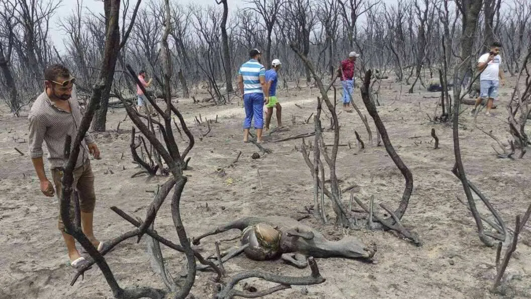 Tindakan Tegas Presiden Aljazair Terhadap Pembakaran Hutan