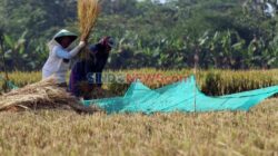 Tantangan Ketahanan Produksi Padi di Tengah Ancaman El Niño