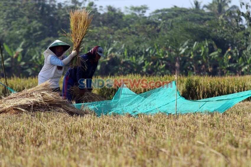 Tantangan Ketahanan Produksi Padi di Tengah Ancaman El Niño