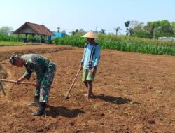 Dukung Ketahanan Pangan Nasional, Babinsa Selorejo Dampingi Petani Siapkan Lahan Tanam Jagung di Desa Boro