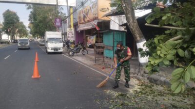 Antisipasi Pohon Tumbang Di Musim Pancaroba, Babinsa Sukorejo Bersinergi Dengan DLH Kota Blitar