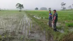 Koramil Tegalsiwalan Dampingi Proses Tanam Padi di Lahan Warga Bulujaran Lor