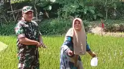 Koramil Tiris Dampingi Petani Rawat Tanaman Padi untuk Dukung Ketahanan Pangan