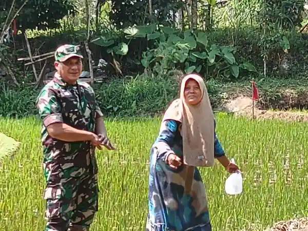 Koramil Tiris Dampingi Petani Rawat Tanaman Padi untuk Dukung Ketahanan Pangan Koramil Tiris Dampingi Petani Rawat Tanaman Padi untuk Dukung Ketahanan Pangan