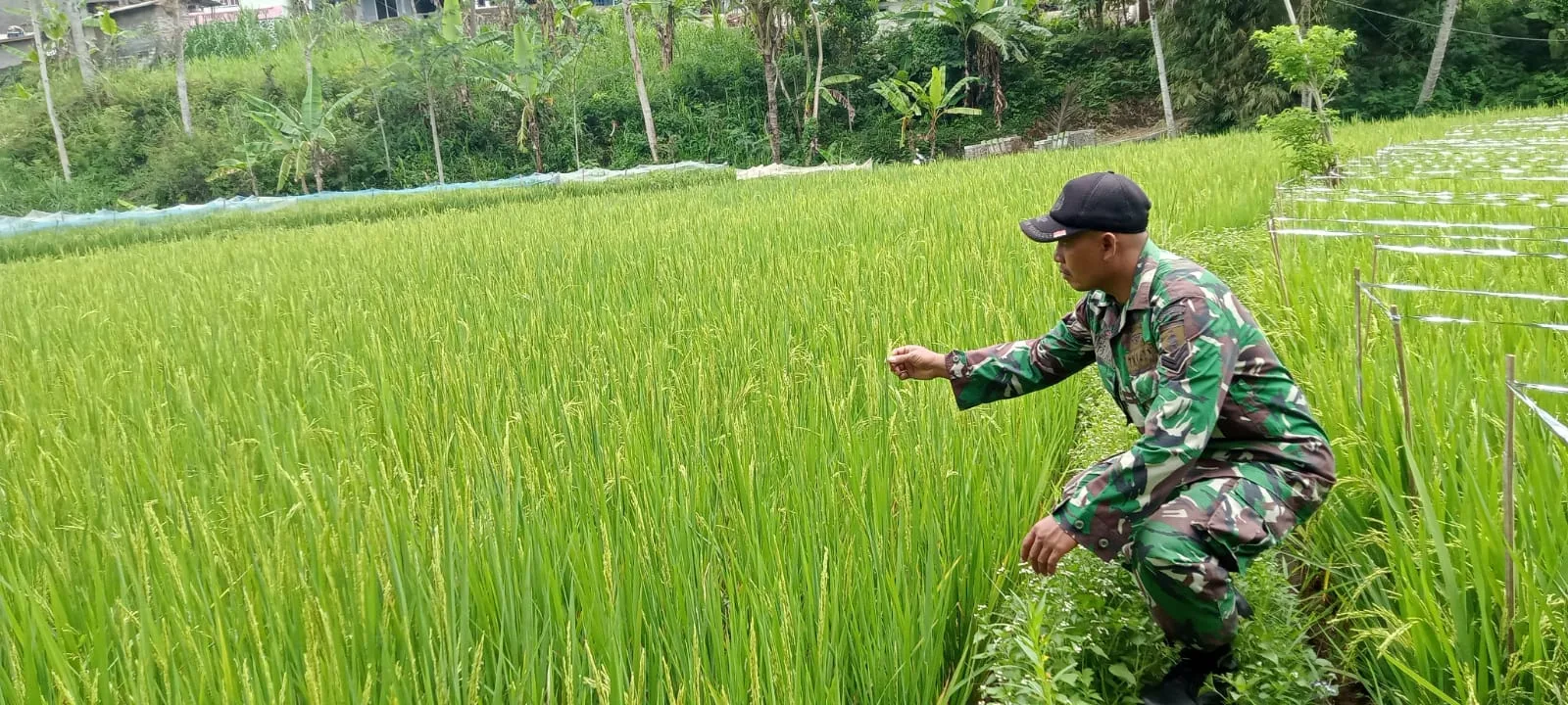 Sukseskan Gerakan Antisipasi Darurat Pangan Nasional, Koramil Gading Dampingi Perawatan Tanaman Padi Sukseskan Gerakan Antisipasi Darurat Pangan Nasional, Koramil Gading Dampingi Perawatan Tanaman Padi