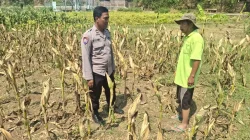 Polisi Sambangi Petani Jagung di Sumber Wetan Probolinggo, Jaga Ketahanan Pangan
