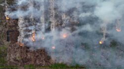Penanganan Kebakaran Hutan dan Lahan oleh Presiden Prabowo