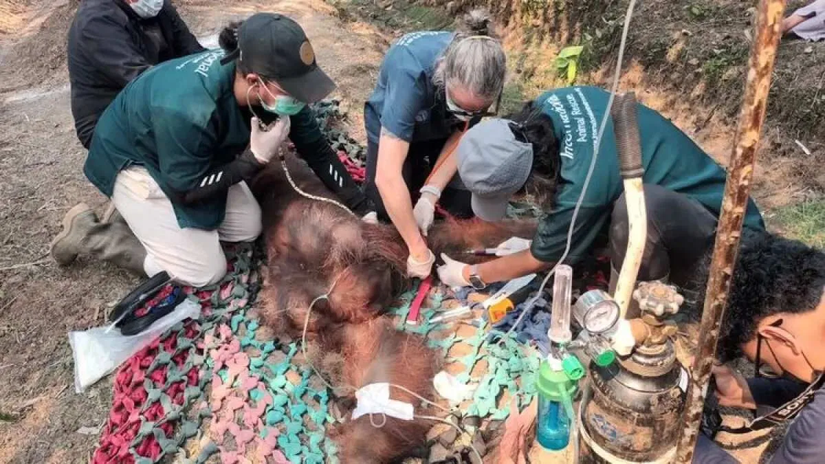 Kematian Tragis Orangutan Jantan Akibat Karhutla