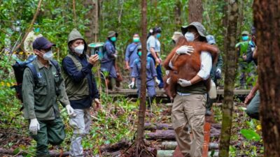 Peningkatan Upaya Penyelamatan Satwa Liar di Kalimantan Tengah